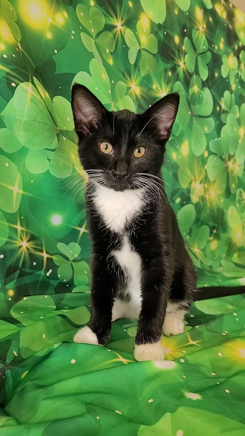 Mick Mars thumbnail 2