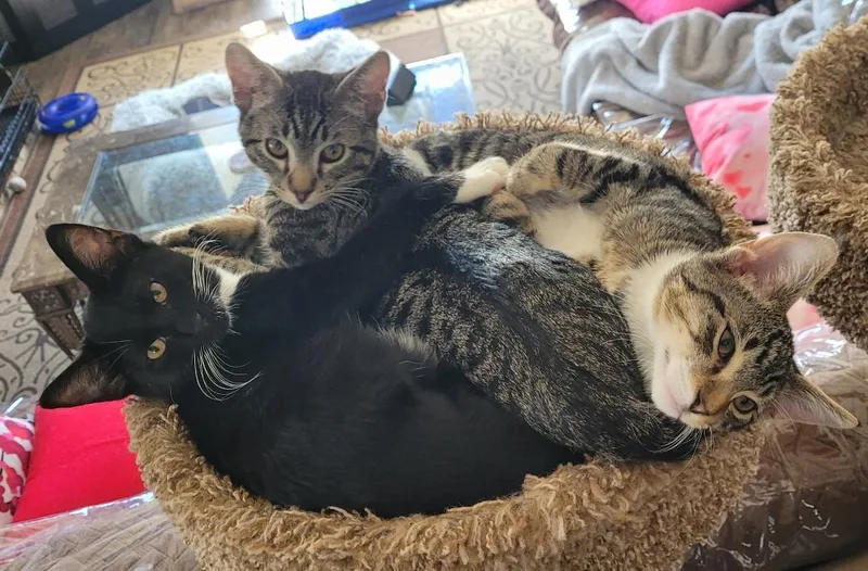 Mick Mars thumbnail 5