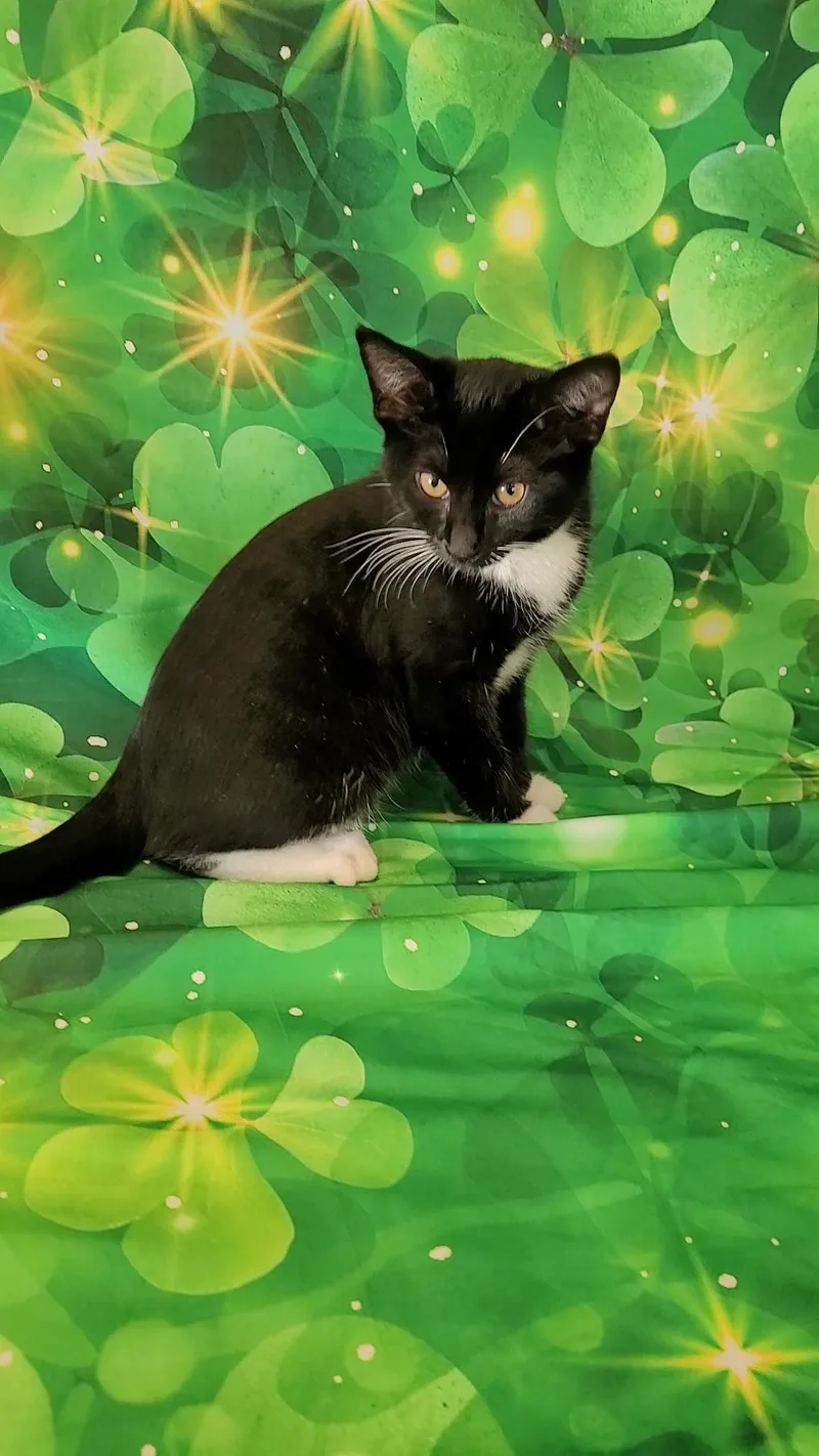 Mick Mars thumbnail 6