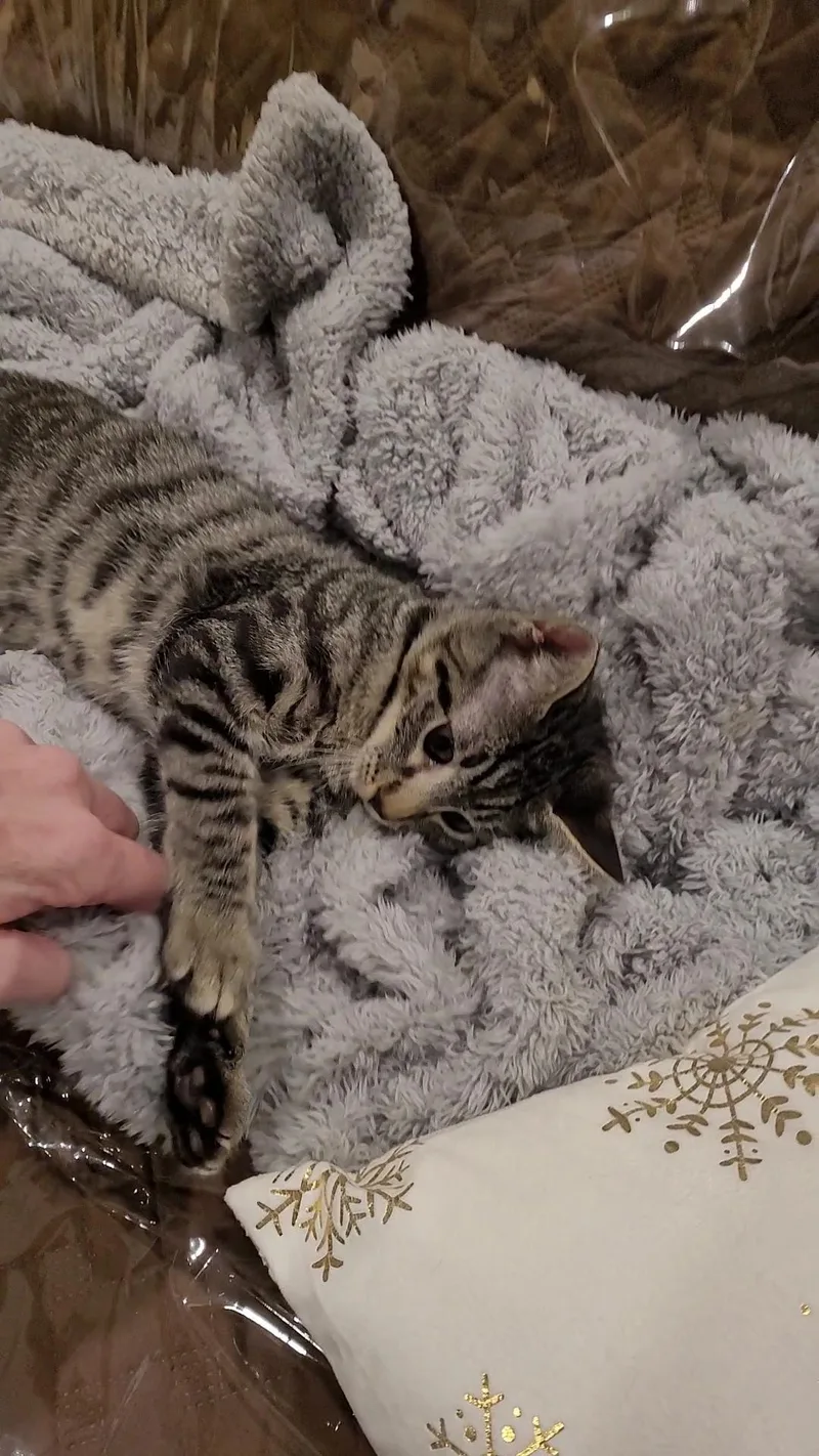 Nikki Sixx thumbnail 2