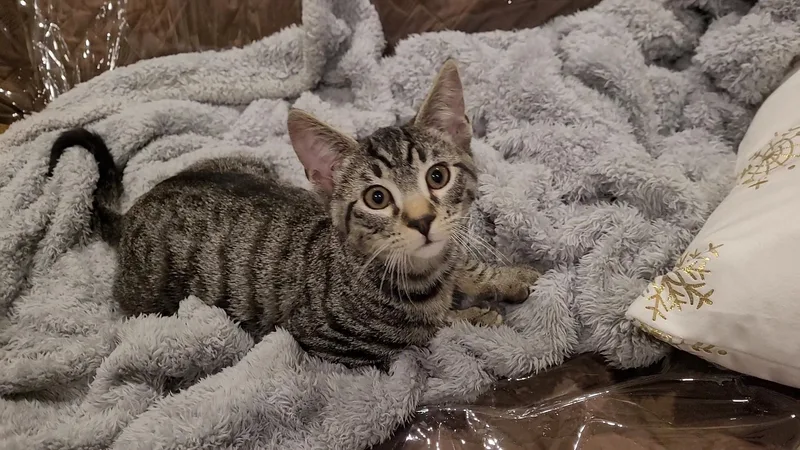 Nikki Sixx thumbnail 3