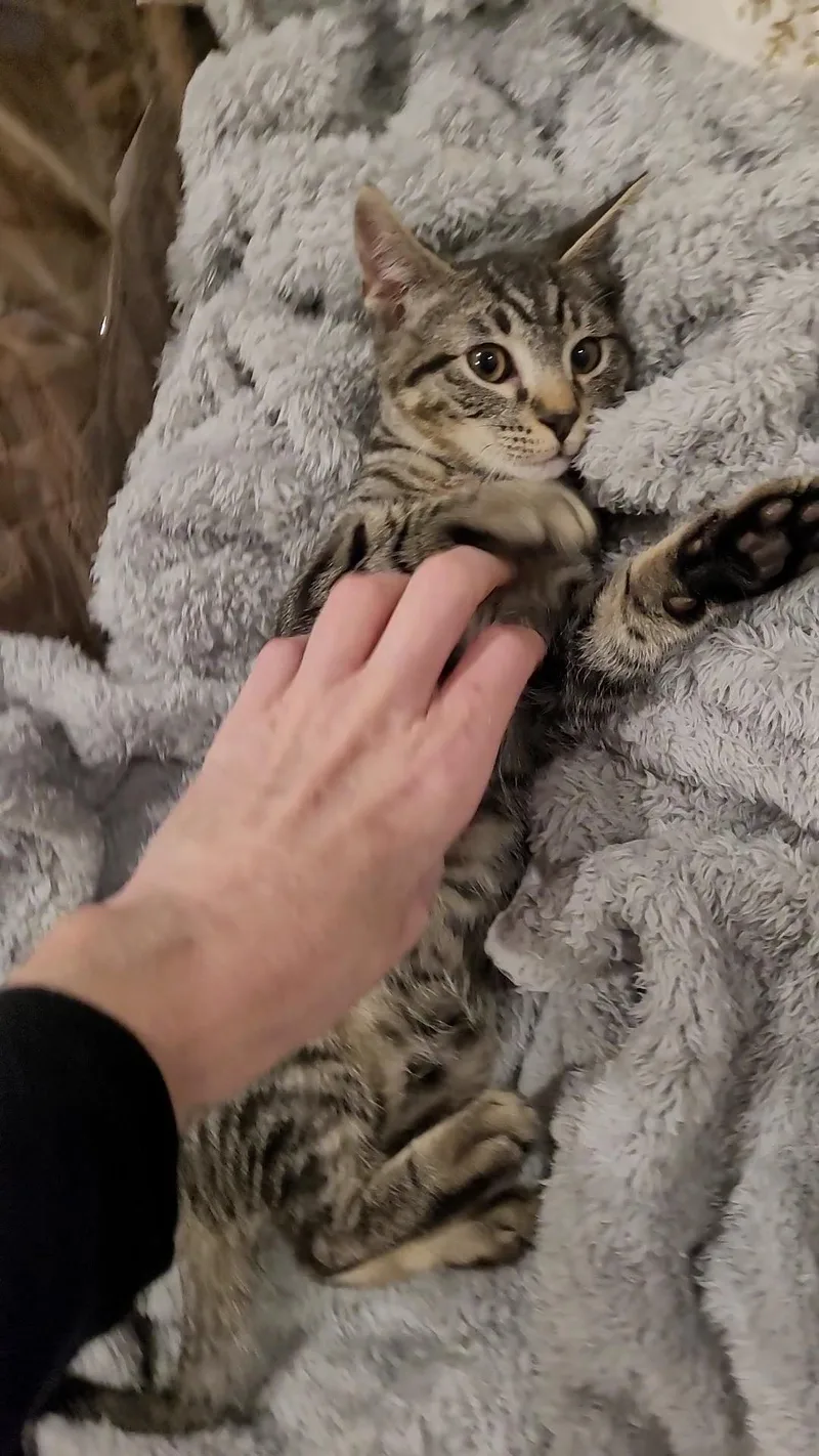 Nikki Sixx thumbnail 4