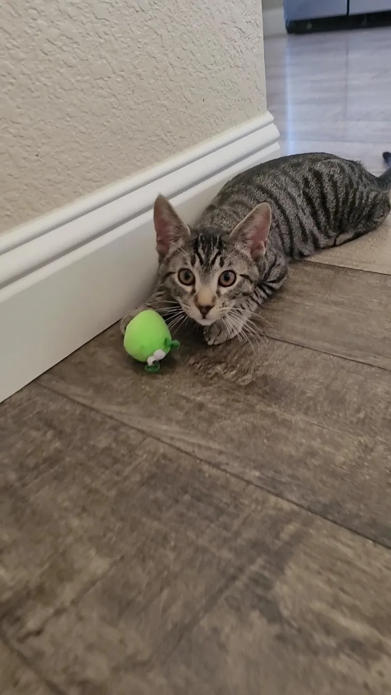 Nikki Sixx thumbnail 5