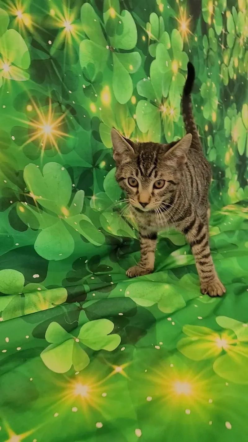 Nikki Sixx thumbnail 6