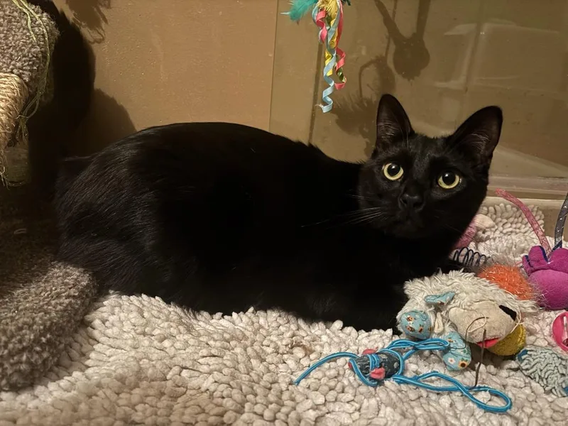 Handsome Sampson thumbnail 2