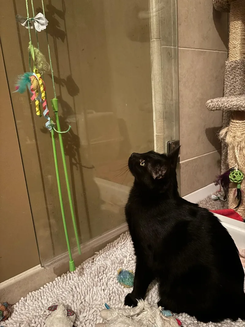 Handsome Sampson thumbnail 4