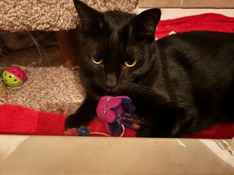 Handsome Sampson thumbnail 6