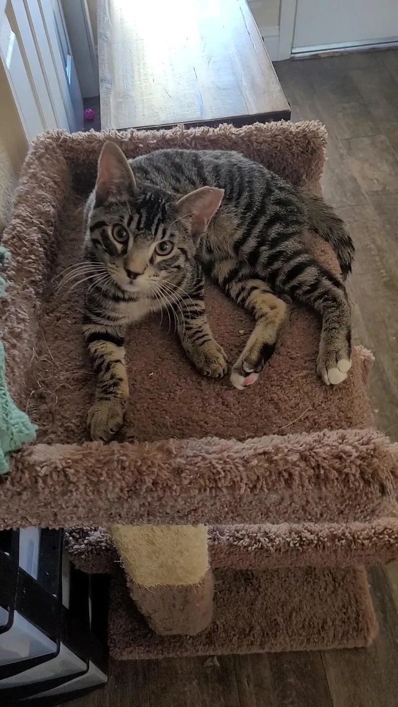 Tommy Lee thumbnail 2