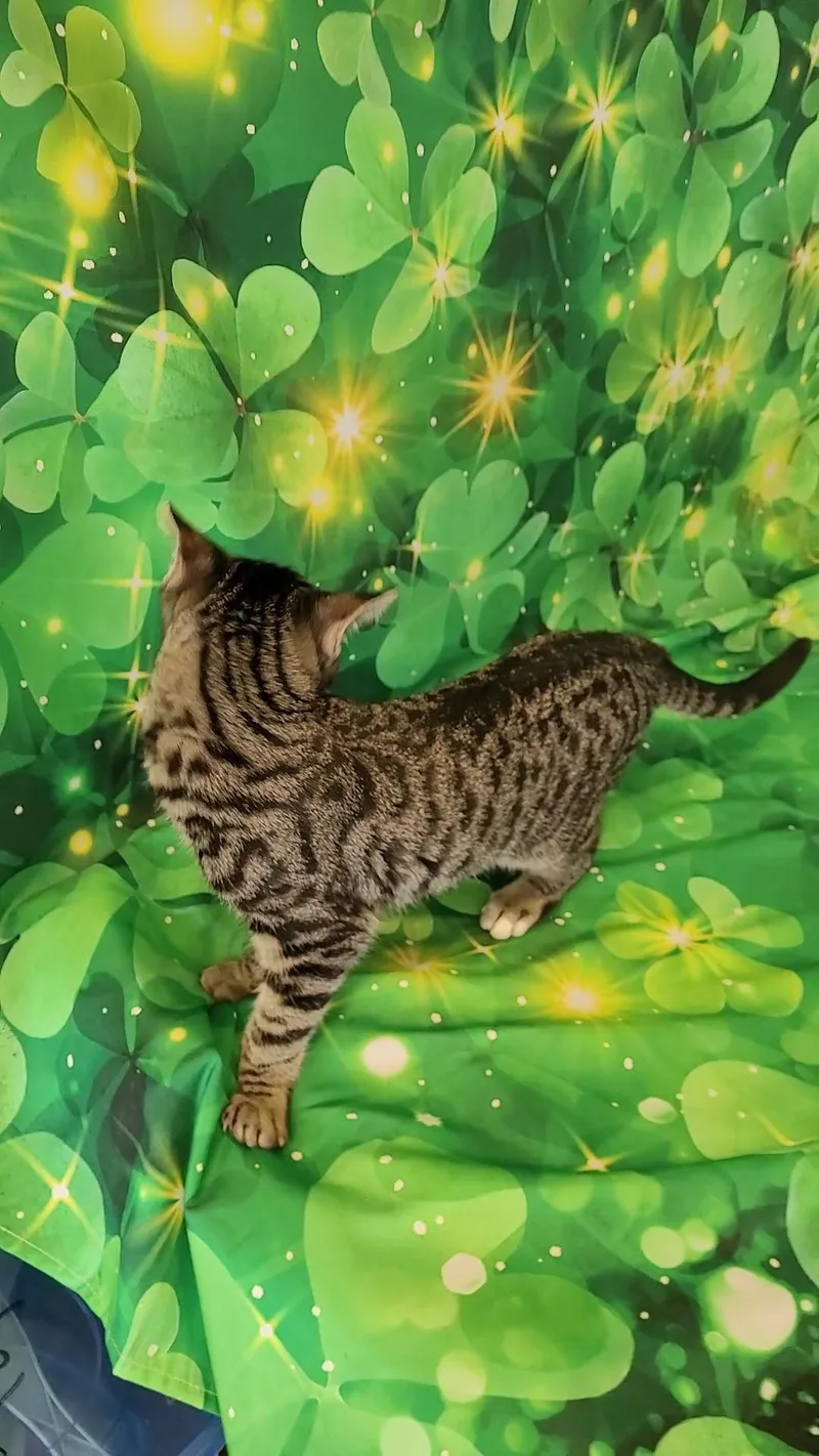 Tommy Lee thumbnail 3