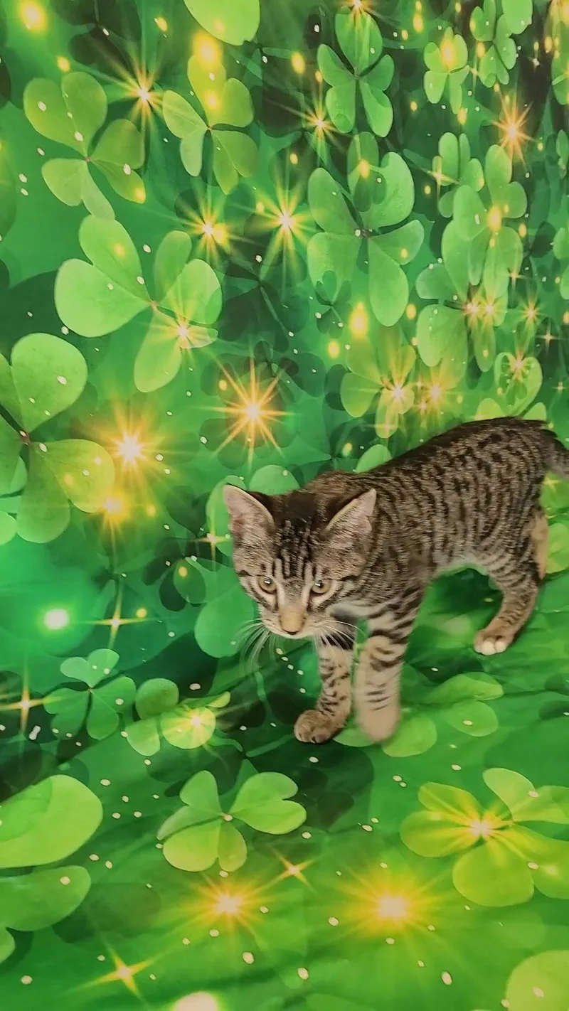 Tommy Lee thumbnail 4