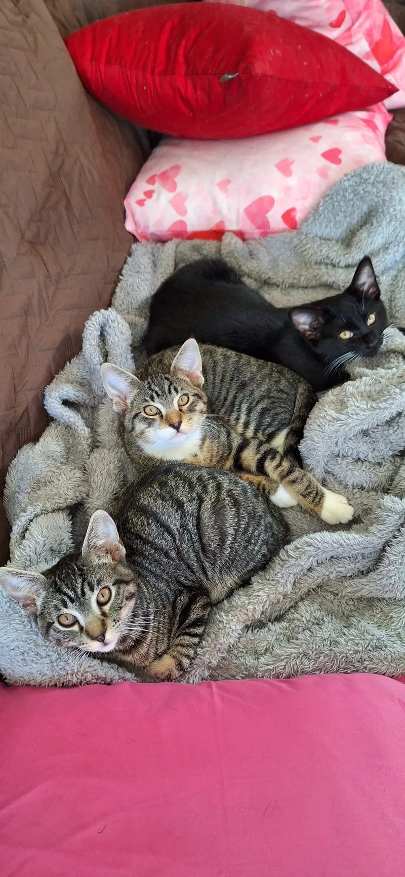 Tommy Lee thumbnail 5