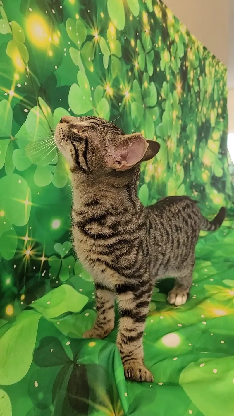 Tommy Lee thumbnail 6