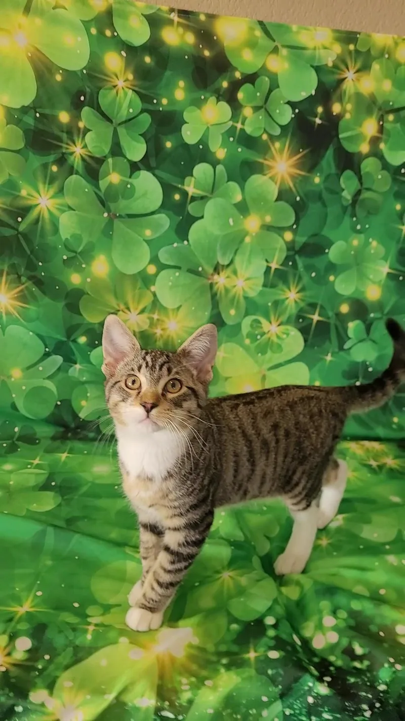 Vince Neil thumbnail 4