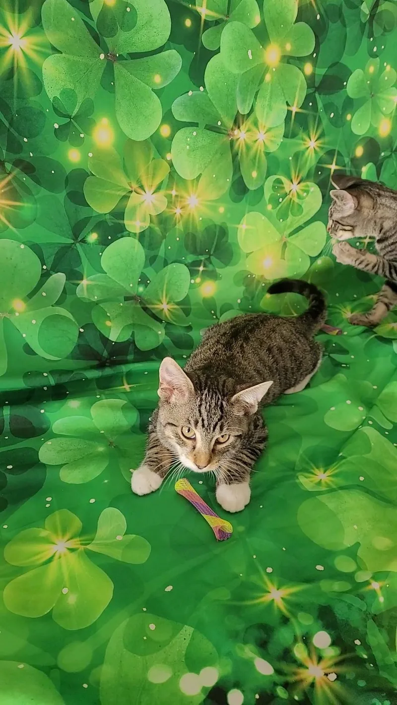 Vince Neil thumbnail 5