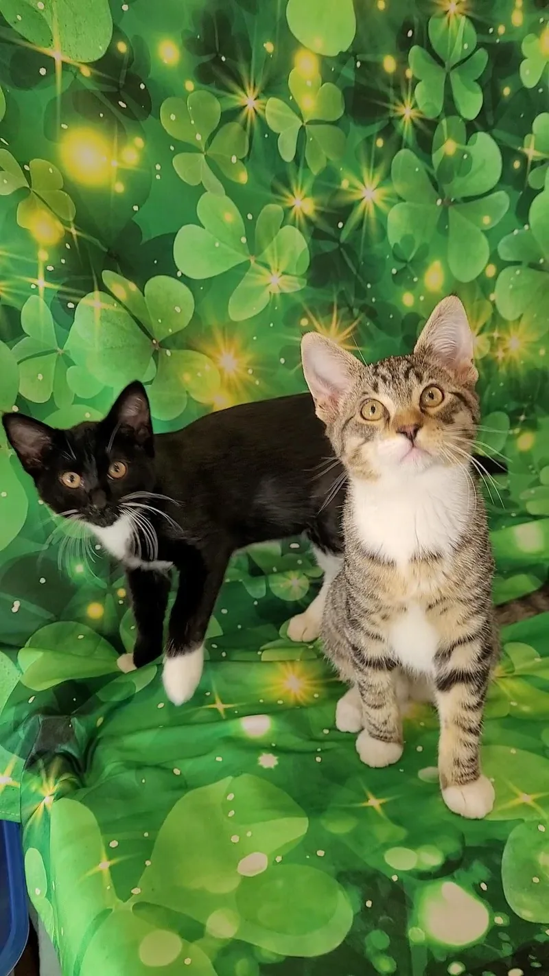 Vince Neil thumbnail 6