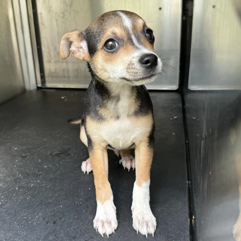 Stefan  Dean thumbnail 2