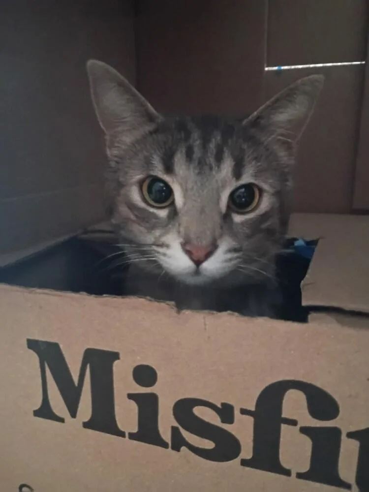 Trader Jane thumbnail 5