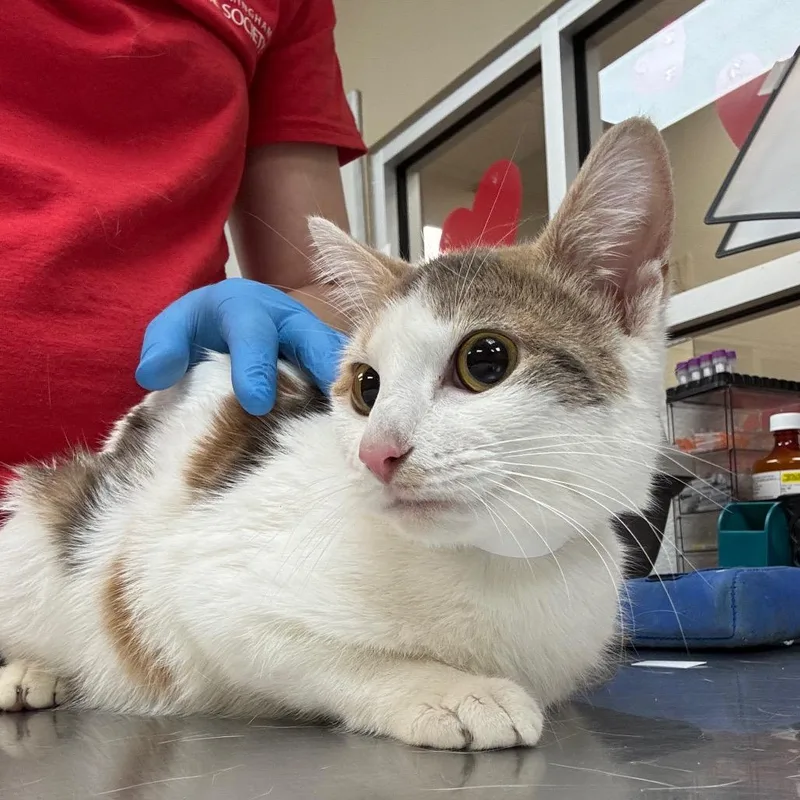 Valentina thumbnail 2