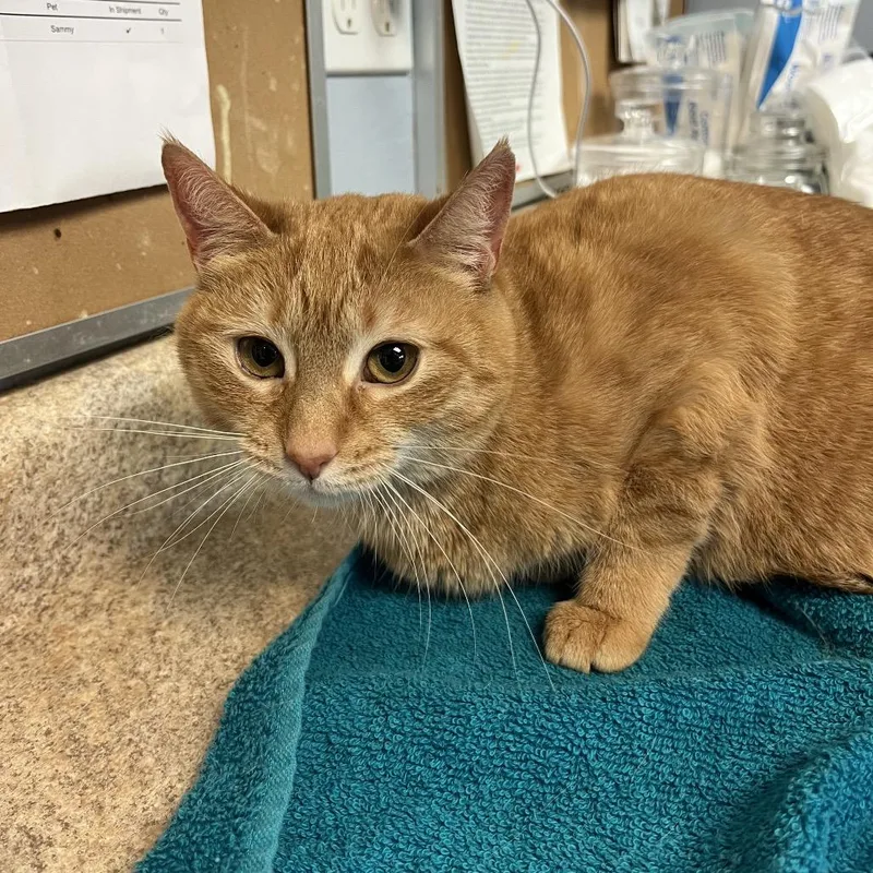 Marmalade thumbnail 2