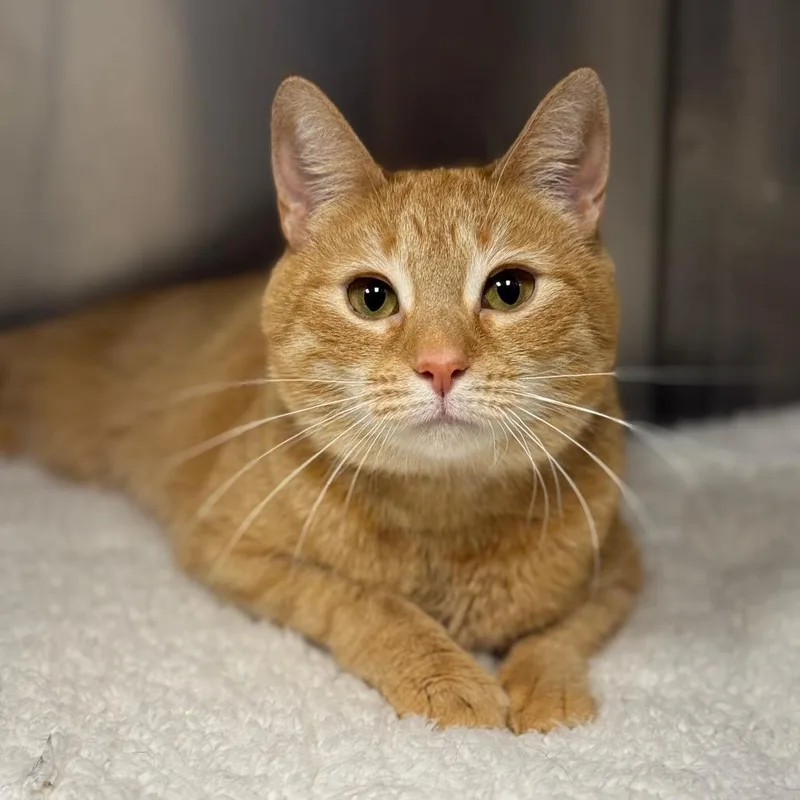 Marmalade thumbnail 3