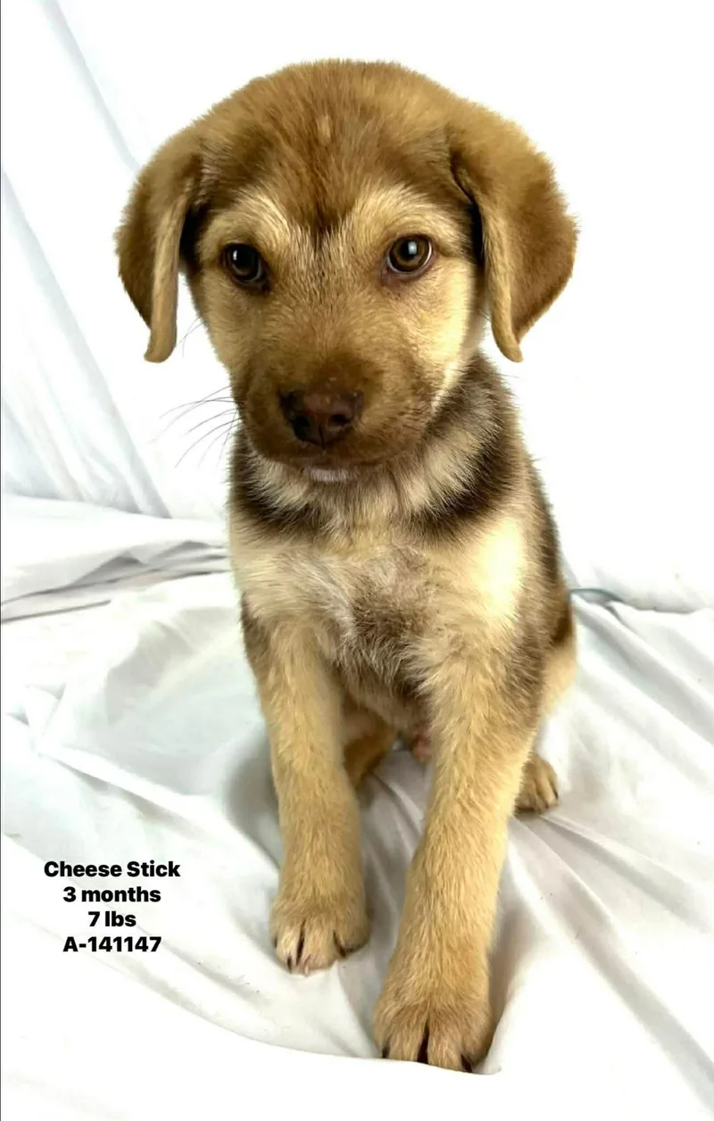 Cheese The Retriever Mix