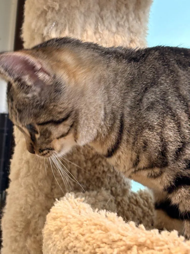 Little Sami thumbnail 3