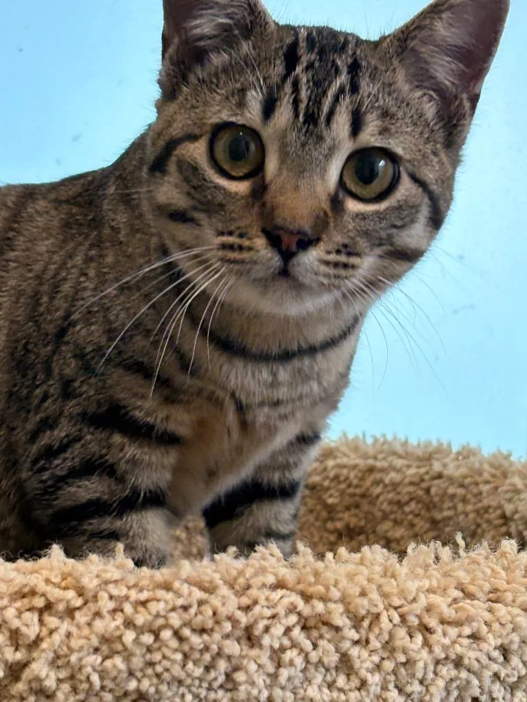 Little Sami thumbnail 5