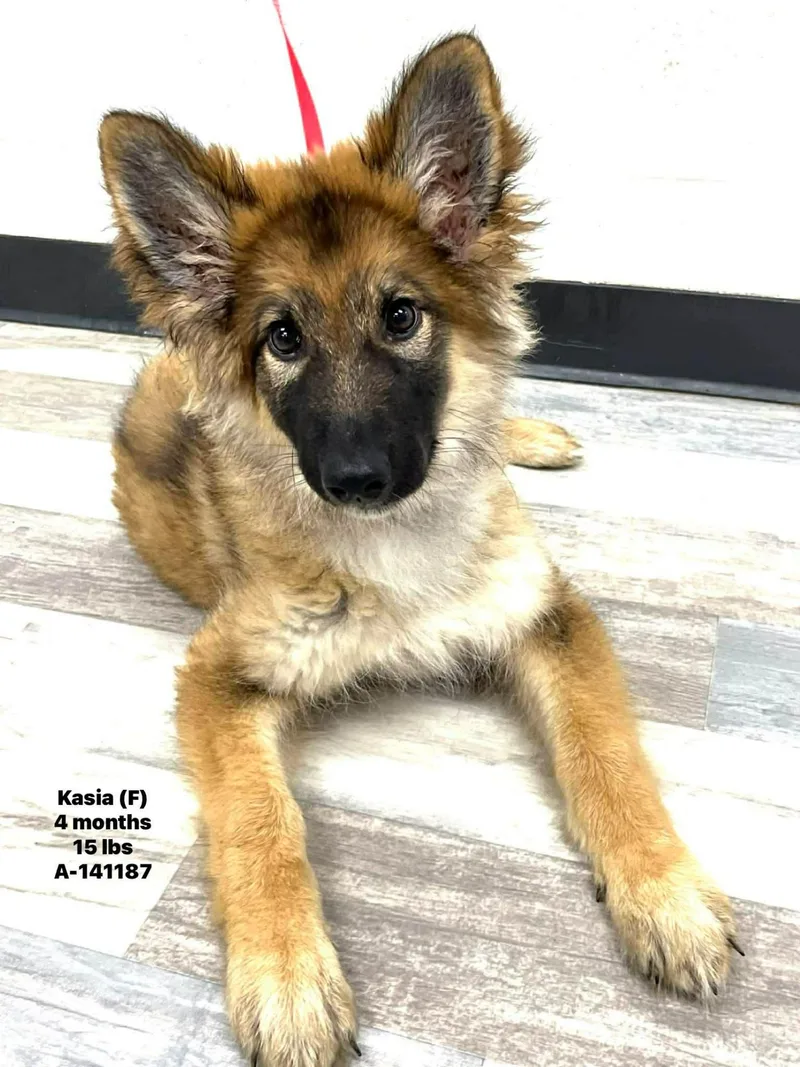 Kasia The Belgian Shepherd
