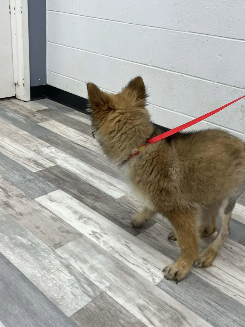 Kasia The Belgian Shepherd thumbnail 2