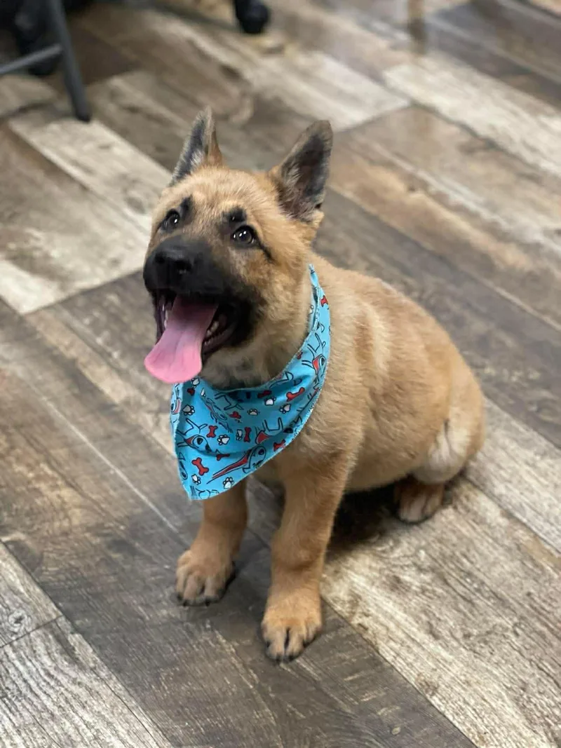 Kenai The Shepherd Puppy thumbnail 2