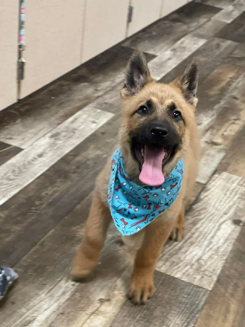 Kenai The Shepherd Puppy thumbnail 3