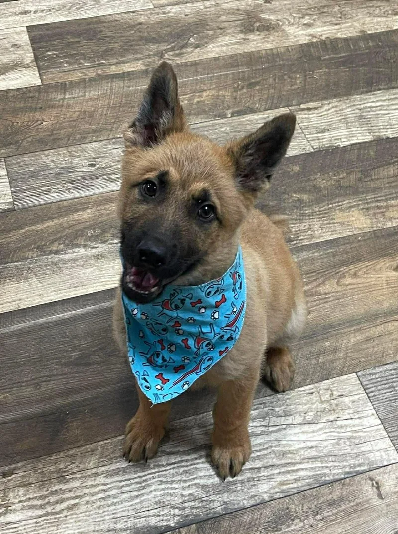 Kenai The Shepherd Puppy thumbnail 4