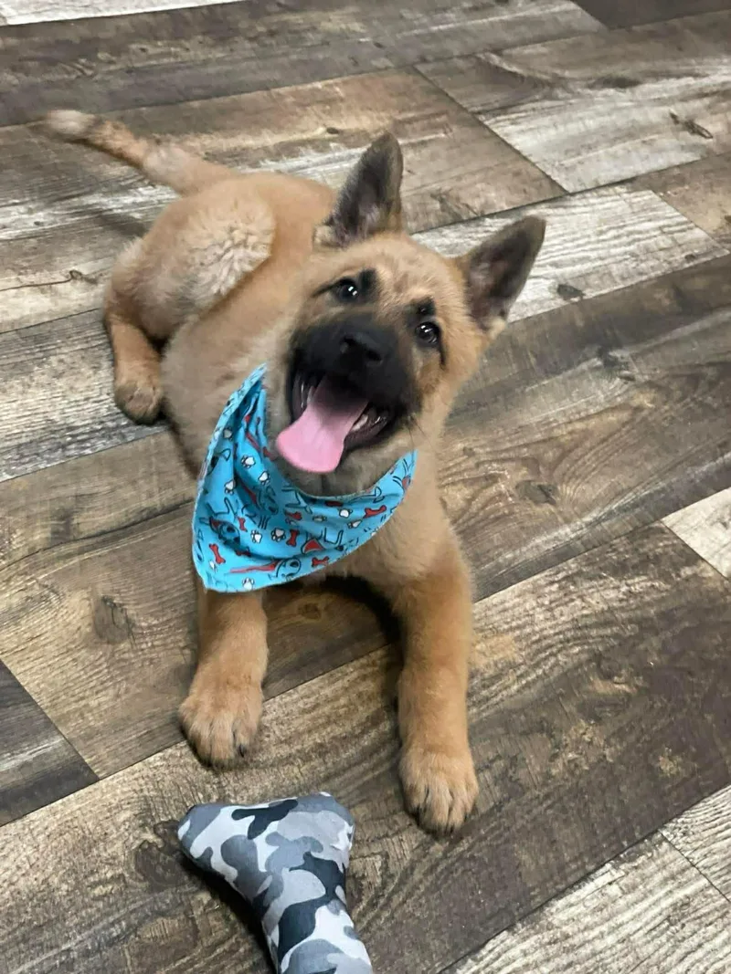 Kenai The Shepherd Puppy