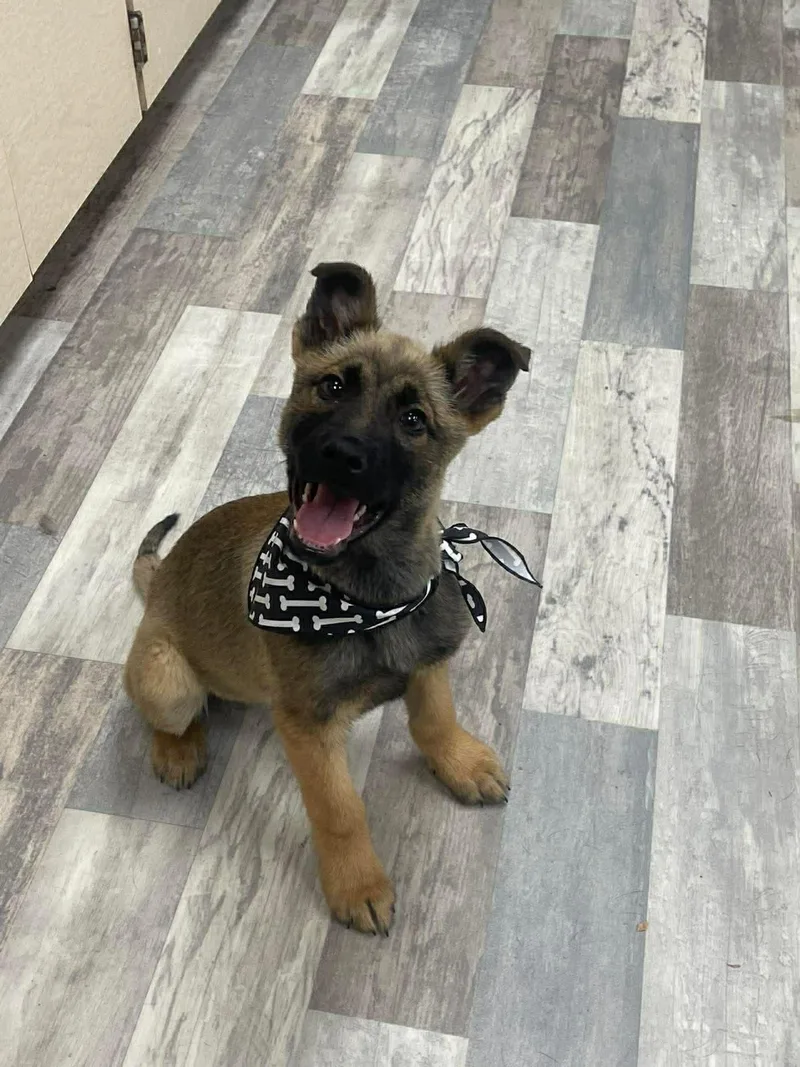 Koda The German Shepherd thumbnail 2