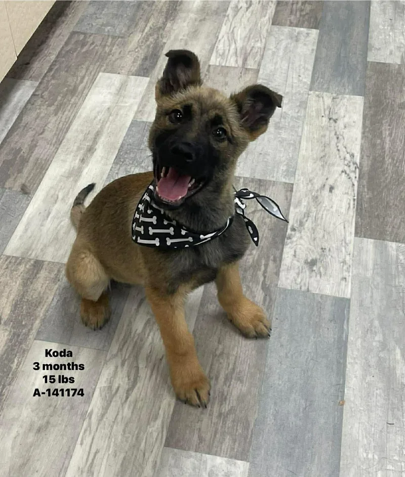 Koda The German Shepherd thumbnail 3