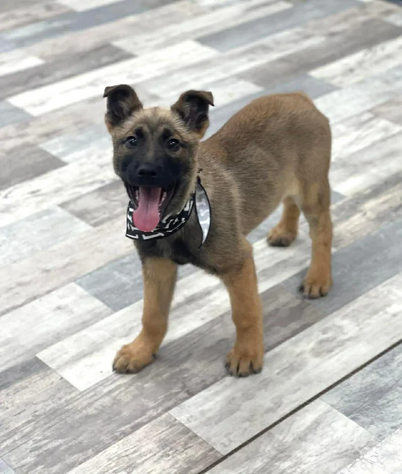 Koda The German Shepherd