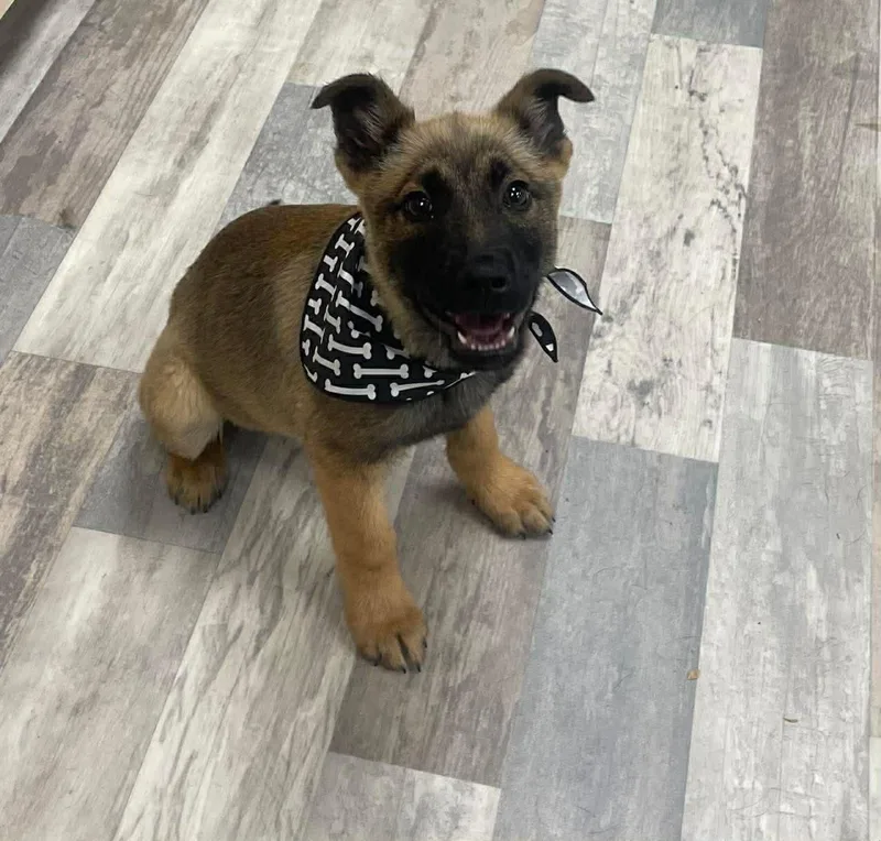 Koda The German Shepherd thumbnail 4