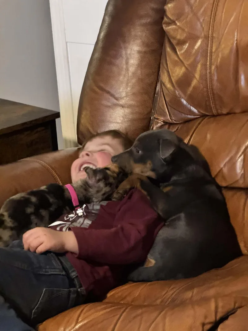 Lyla The Kelpie Mix thumbnail 2