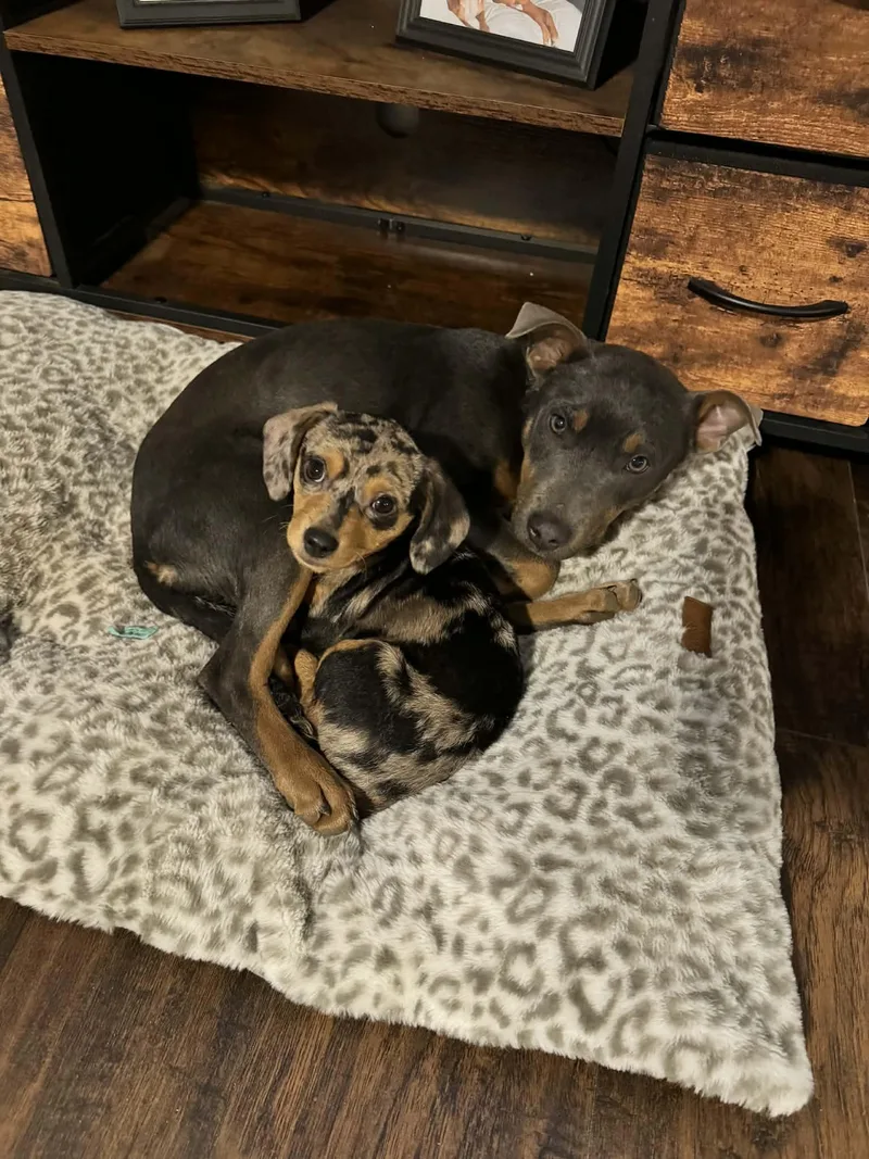 Lyla The Kelpie Mix thumbnail 3