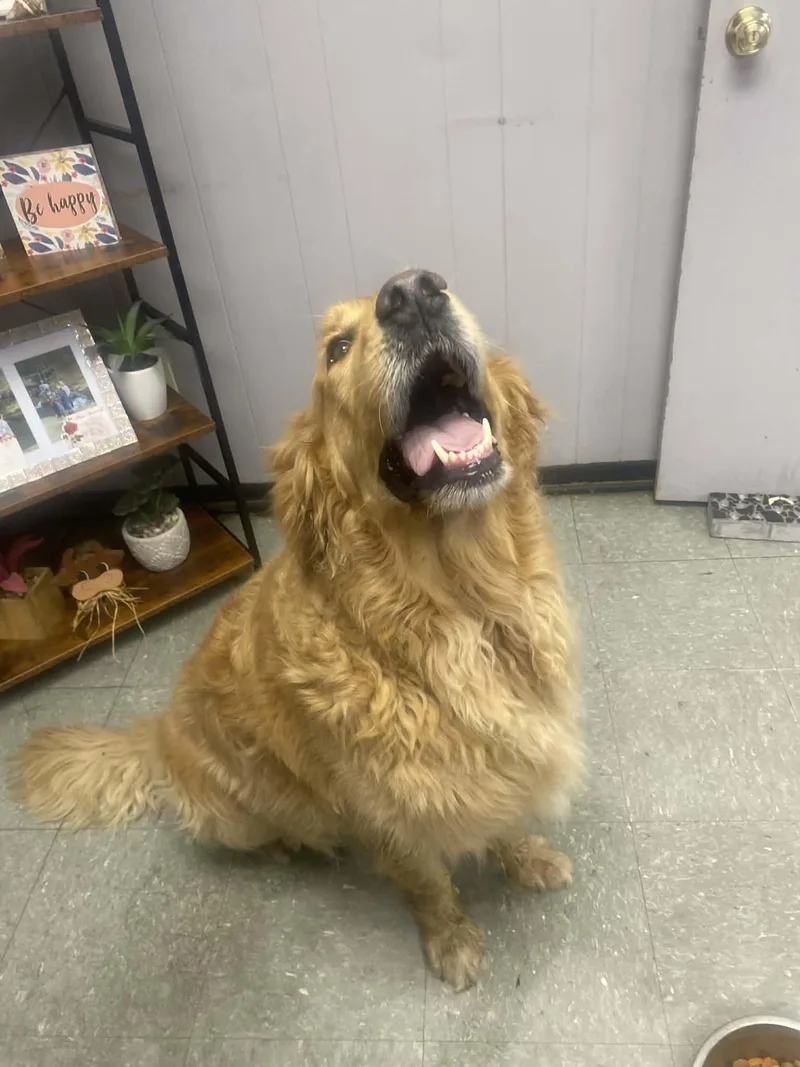 Travis The Golden Retriever thumbnail 2