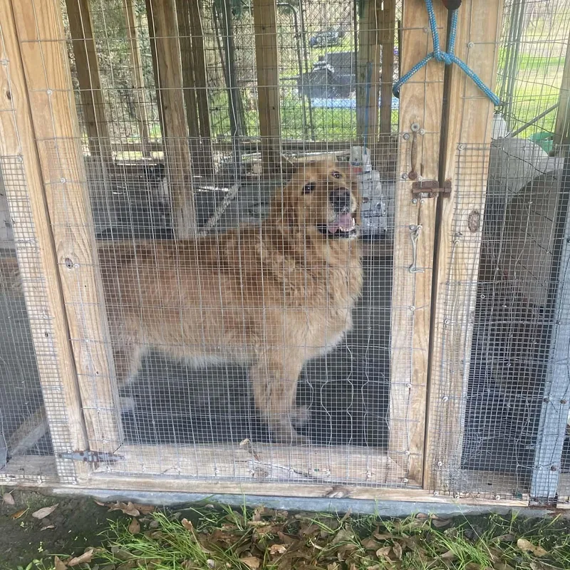 Travis The Golden Retriever thumbnail 3