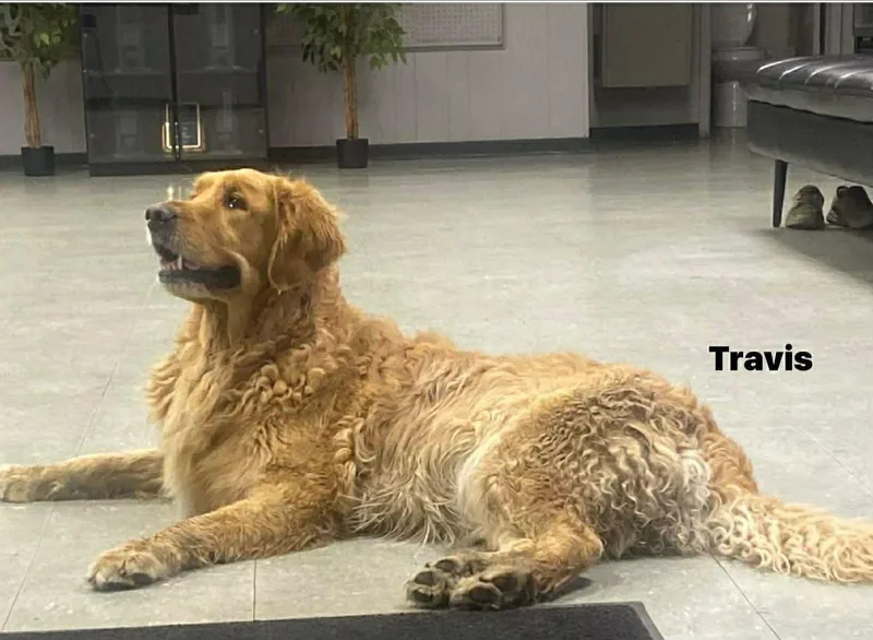 Travis The Golden Retriever