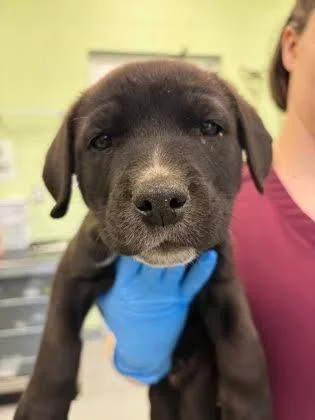 Sweet Pea thumbnail 2