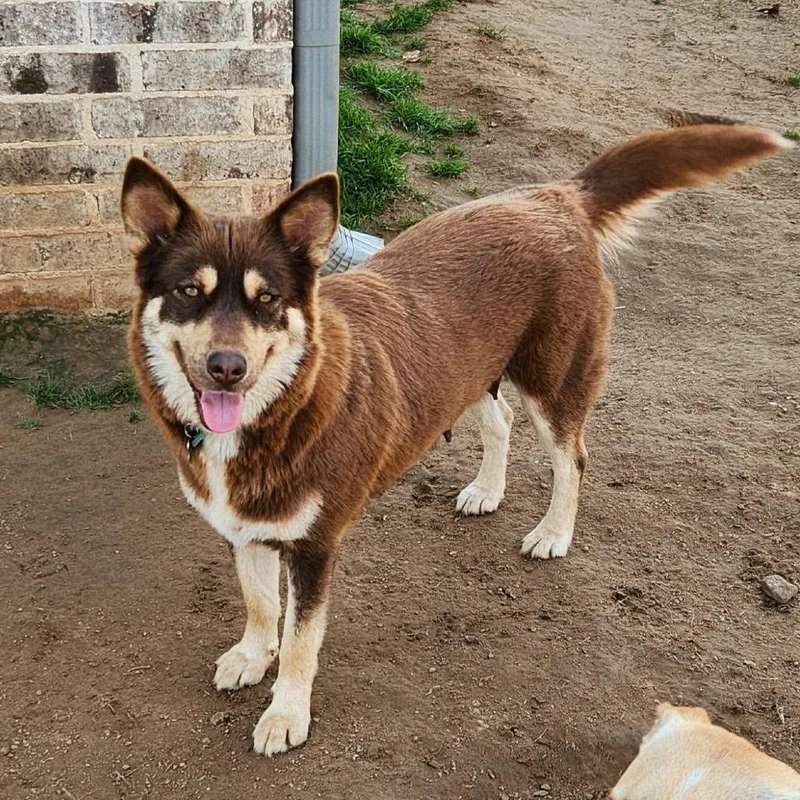 Valentine thumbnail 2