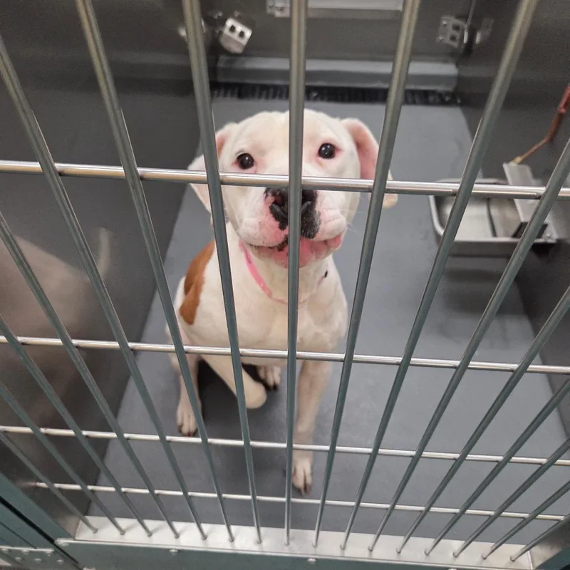 Sweet Pea thumbnail 3