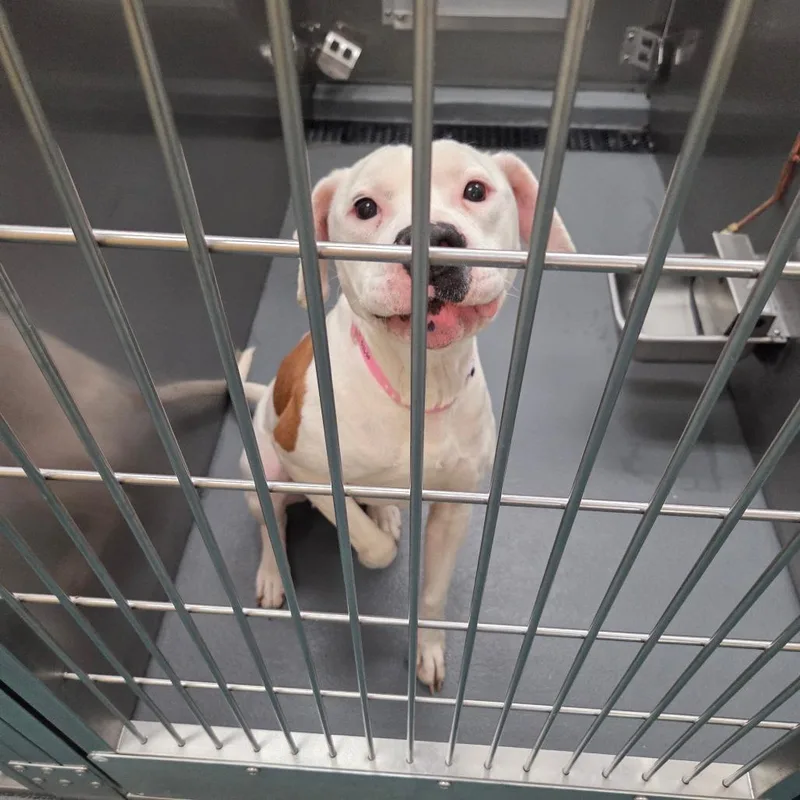 Sweet Pea thumbnail 4