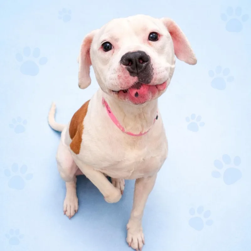 Sweet Pea thumbnail 5