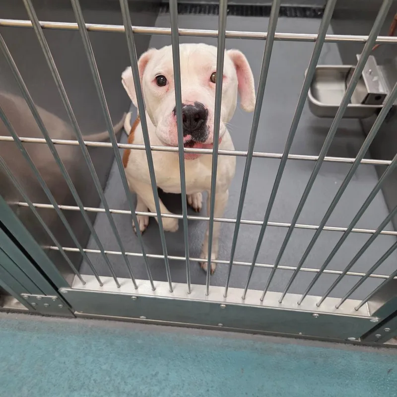 Sweet Pea thumbnail 6