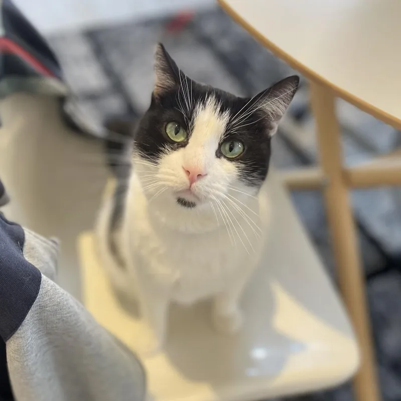 Cranberry Juice thumbnail 4