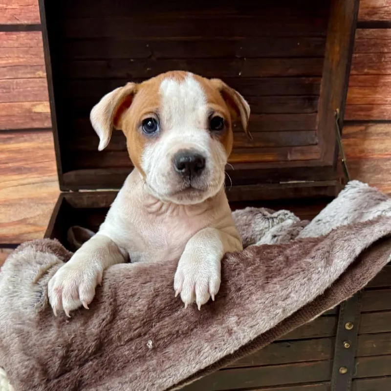 Jelly Bean thumbnail 2